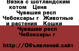 Вязка с шотландским котом › Цена ­ 1 500 - Чувашия респ., Чебоксары г. Животные и растения » Кошки   . Чувашия респ.,Чебоксары г.